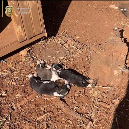 Polícia Civil indicia mulher por maus-tratos a animas