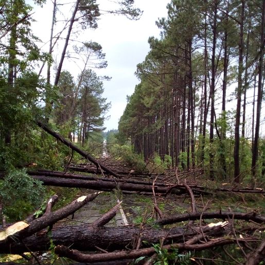 Vento derruba árvores e bloqueia trânsito na BR 285 em Panambi