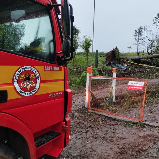 Homem morre ao ser atingido por árvore no interior de Palmitos