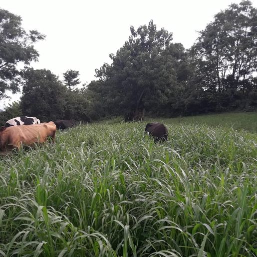 Alta demanda e baixa oferta faz preço do leite aumentar