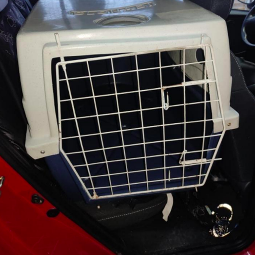 Cachorras morrem após serem esquecidas por seis horas em carro de pet shop em SC