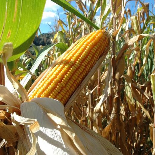 Agricultura do Extremo Oeste fecha abril com bons resultados, aponta Epagri