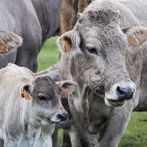 Curso sobre alimentação do gado leiteiro visa aumentar lucro