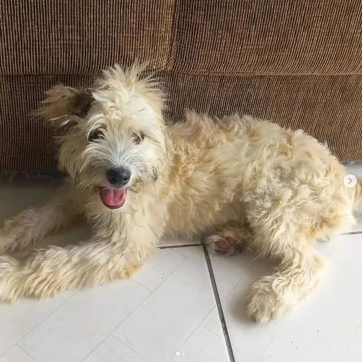 Mulher compra sofá usado e encontra cachorra dentro dele em SC