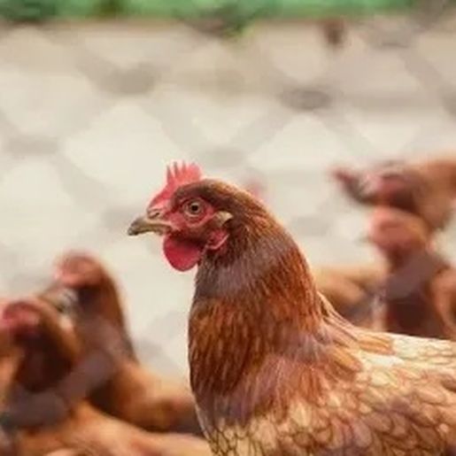 “China suspende compra de frango brasileiro”, diz Fávaro à CNN