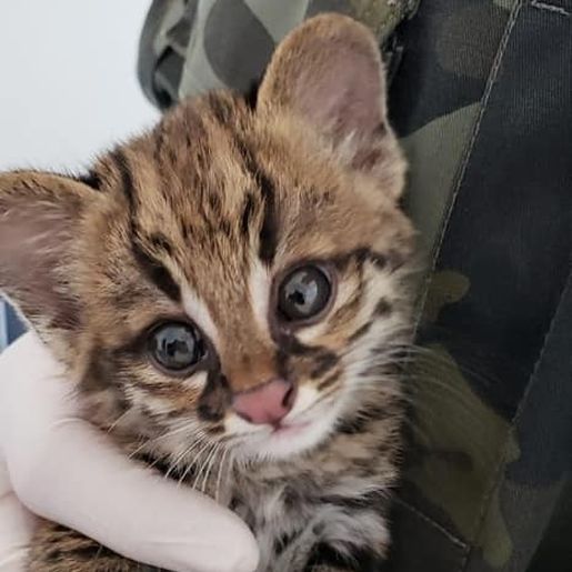 Gatos-do-mato encontrados na região são encaminhados ao Centro de Triagem de Animais Silvestres