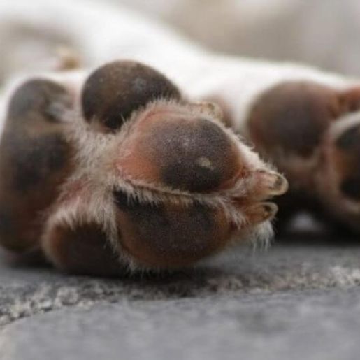 Vigia que abusava de cachorro dentro de creche é condenado em SC