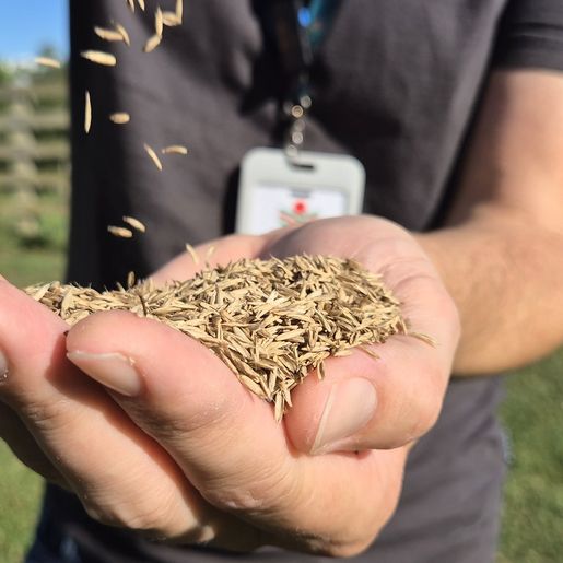 SC terá 600 toneladas de sementes de azevém para reforçar pastagens no inverno
