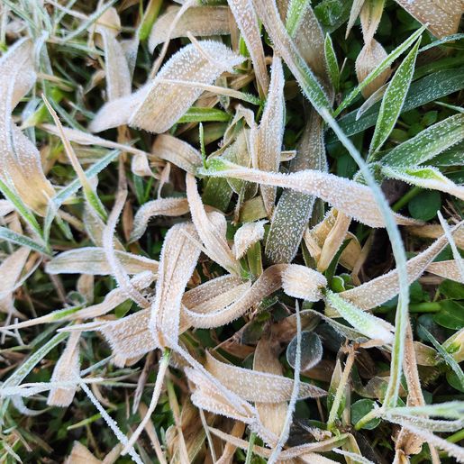 FOTOS: Onda de frio provoca geada em Itapiranga