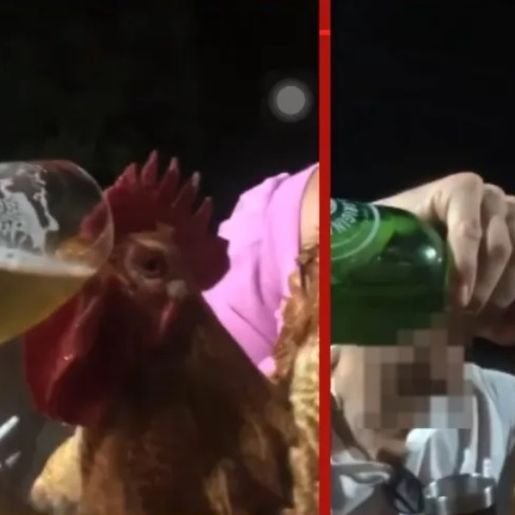 Homens são indiciados por dar cerveja a galo no RS