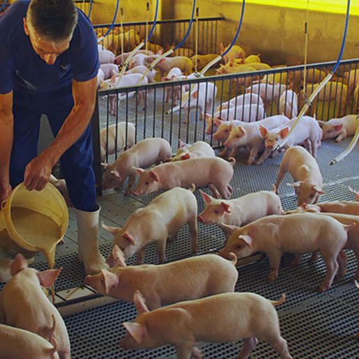 Justiça isenta suinocultores catarinenses de pagarem o Funrural