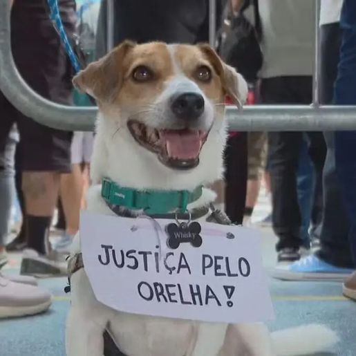Força-Tarefa de SC dá suporte às investigações do caso do cão Orelha