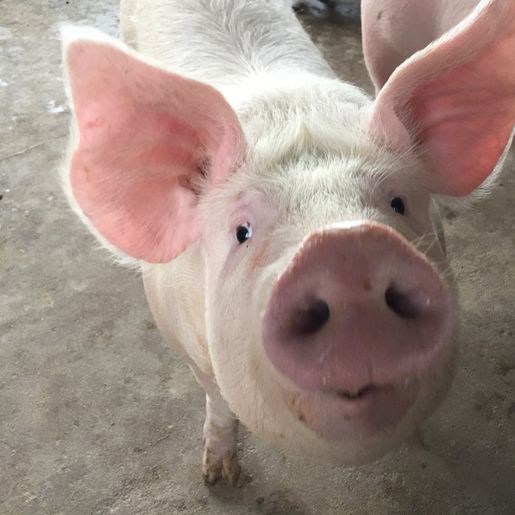 Santa Catarina celebra nove anos como Zona Livre da Peste Suína Clássica