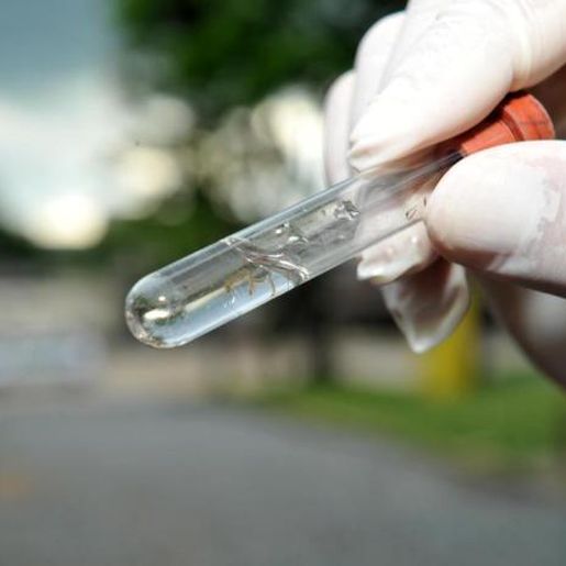 São Miguel do Oeste registra primeira semana sem Dengue