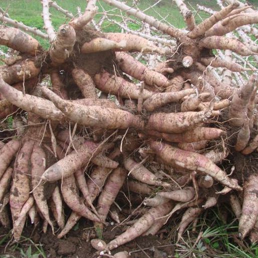 Homem é preso após furtar 20 kg de mandioca em São Miguel do Oeste