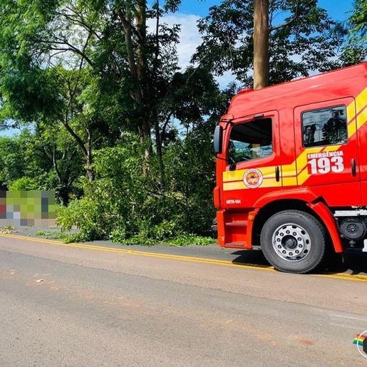 Casal sofre ferimentos ao ser atingido por árvore na SC 163