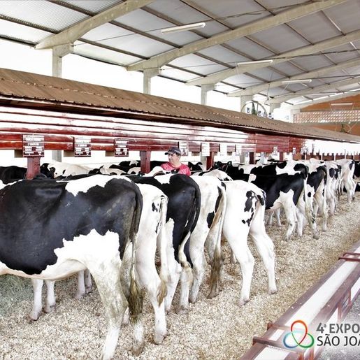 5ª Expo São João vai destacar o potencial do gado leiteiro do município