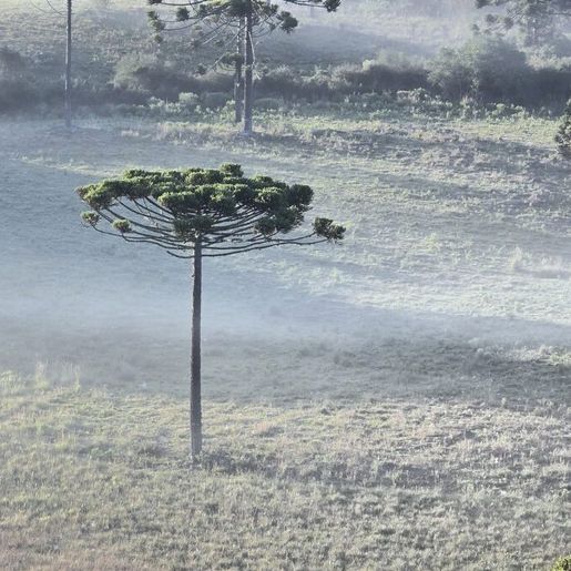 Serra de SC amanhece com geada e termômetros abaixo de 5°C