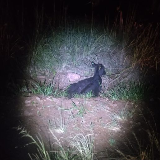 Animal na rodovia causa acidente na SC-305