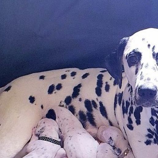 Dálmata dá à luz ninhada de dezoito filhotes e lembra filme