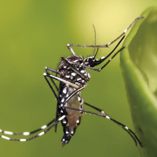 Agentes de endemias alerta para riscos da Chikungunya e intensifica tratamento de caixas d'água