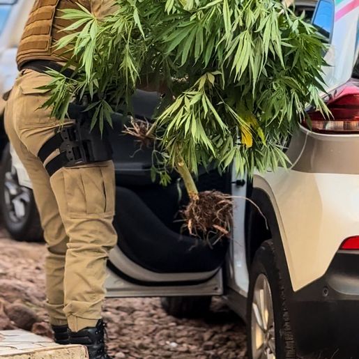 PM prende homem por tráfico e apreende pés de maconha em SMO