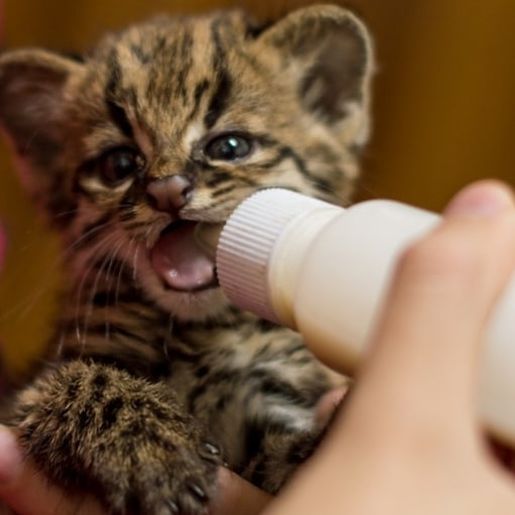 Gato do mato é resgatado em Itapiranga