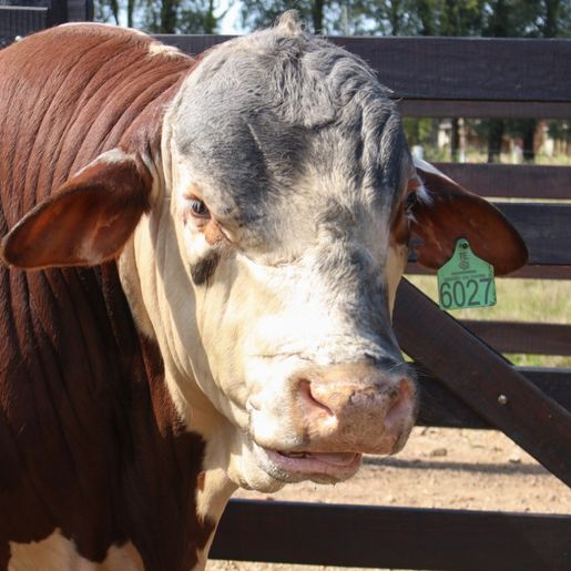 Leilão ATEG seleção de qualidade será neste sábado em SMOeste