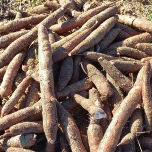 Safra da mandioca industrial deve superar 170 mil toneladas em SC