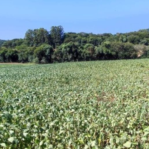 Seca atinge o Extremo Oeste e afeta lavouras em 11 cidades