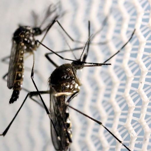 SC tem mais de 70 mil casos de dengue e atinge maior número em três anos