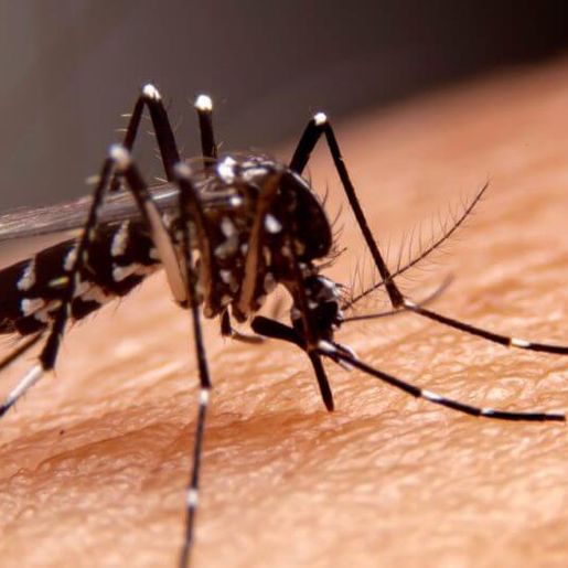 SC aguarda resposta do Ministério da Saúde para ampliar a vacinação da dengue