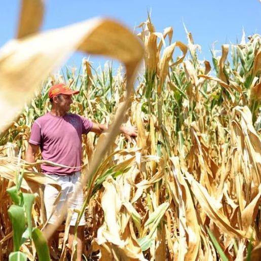 Estimativa de perdas na agricultura e pecuária no RS por causa da estiagem passa de R$ 12 bilhões