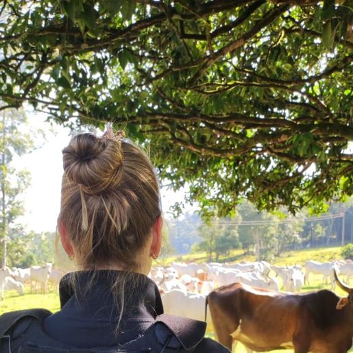 Drone ajuda Polícia Civil e CIDASC a recuperar boi furtado em Descanso