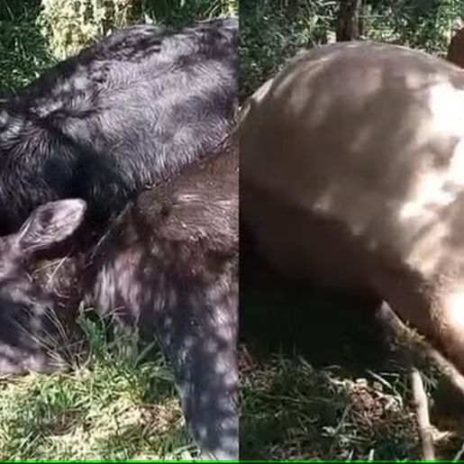 Mais de 25 vacas e bezerros morrem após serem atingidos por raio em SC