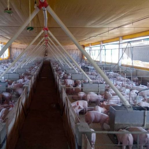 Estoque de carne suína prejudica produtores em SC