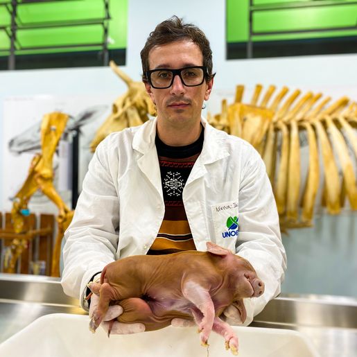 Porco nasce com dois corpos e uma cabeça em São Miguel do Oeste; vídeo