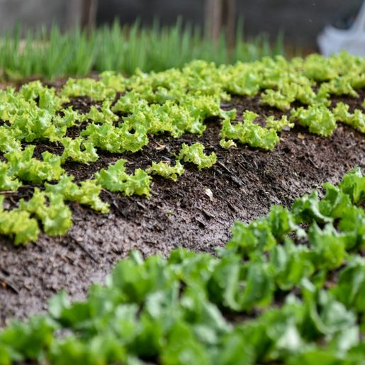 Projeto Horta Familiar recebe incentivo de 200 mil reais