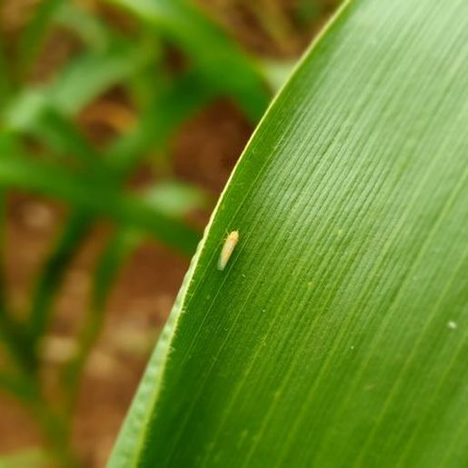 Cigarrinha-do-milho infectada preocupa produtores no Extremo Oeste