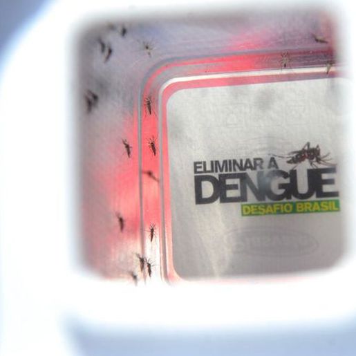 Frio pode ter influenciado classificação de 'Baixo Risco' para Dengue