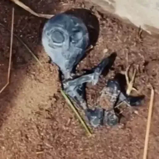 Moradores avistam supostos ‘bebês alienígenas’ correndo pelas ruas após pouso de OVNI