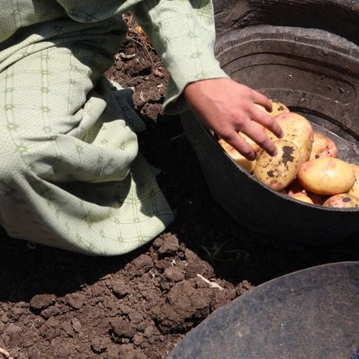 SC já teve mais de 800 denúncias de trabalho infantil nos primeiros meses de 2025, diz MPT