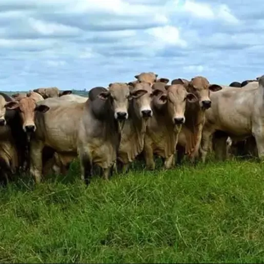 Itapiranga propõe alteração no programa de Melhoramento Genético