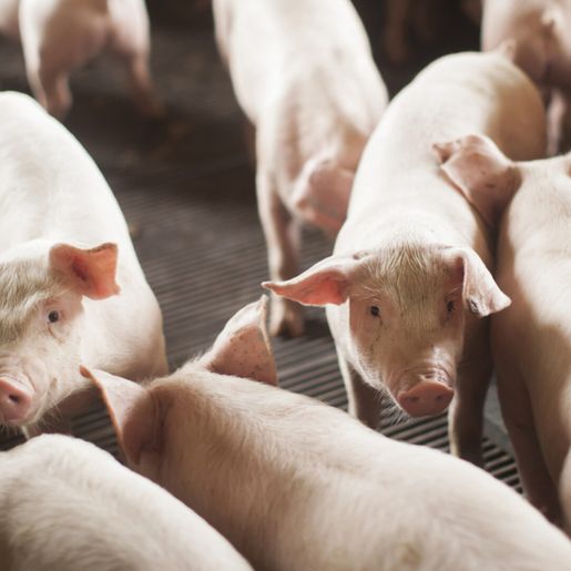 SC exporta 68 mil toneladas de carne suína em outubro, um dos melhores resultados desde 1997