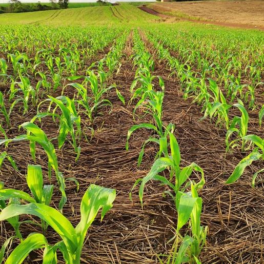 Técnico enfatiza cuidados com pragas e ervas daninhas durante o período de plantio de milho