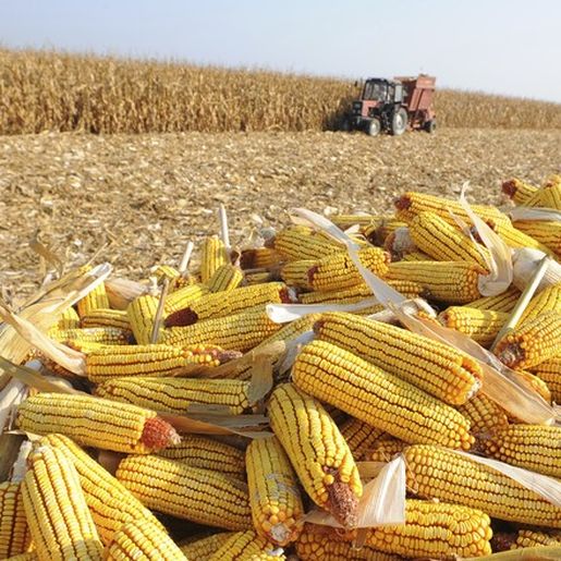 Colheita do milho começa no Extremo Oeste com produtividade entre 125 e 220 sacas por hectare