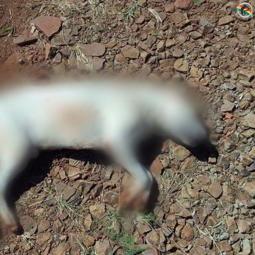 Cachorro é achado morto com quatro perfurações em São José do Cedro