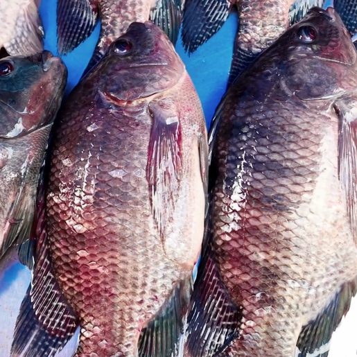 Vigilância Sanitária reforça cuidados na compra de alimentos durante a semana santa