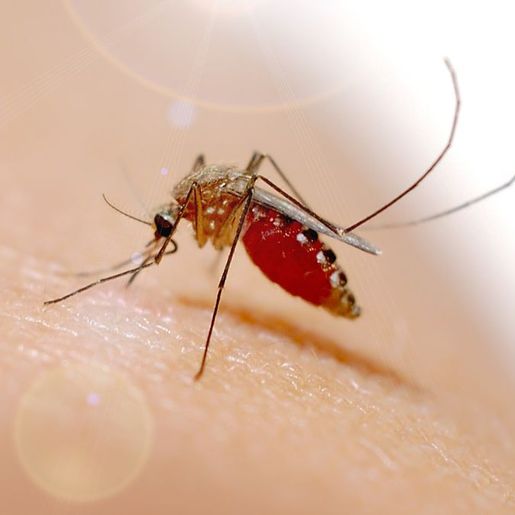 Febre Oropouche pode ter causado microcefalia em bebê, diz Ministério da Saúde