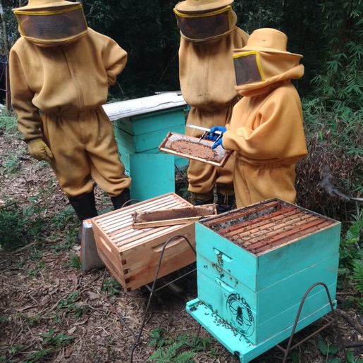 Iporã do Oeste ainda não teve morte de abelhas por intoxicação neste ano